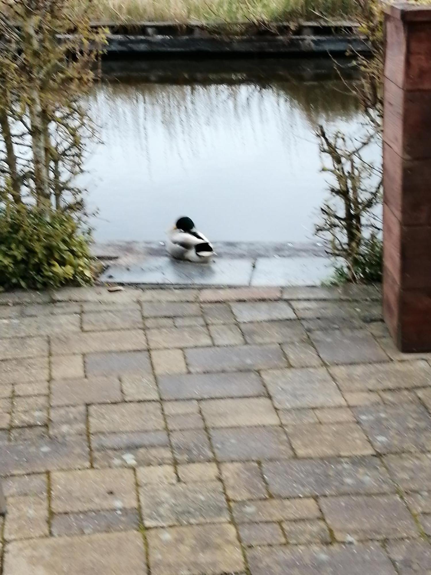 Wuivend Riet Gelegen Op Resort Venetie Giethoorn Oda fotoğraf