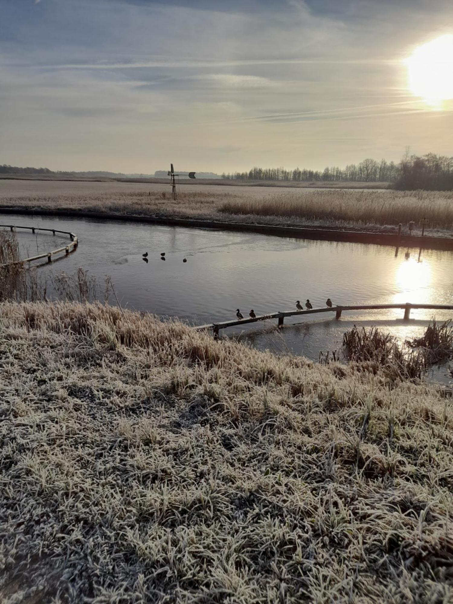 Wuivend Riet Gelegen Op Resort Venetie Giethoorn Oda fotoğraf